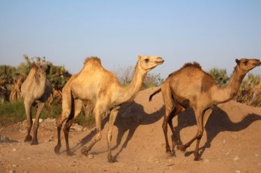From zone protégée à décharge sauvage, la réserve Al-Heswa au Yémen – Sciences et Avenir › Geeky News - 9