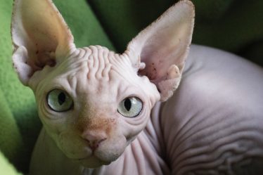 Pourquoi les chats Sphynx sont-ils sans poils ? - 7