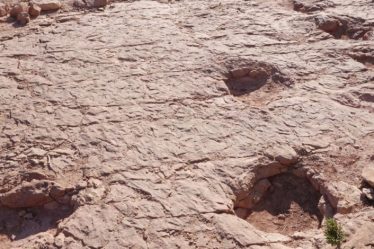 La marche des sauropodes décryptée – Sciences et Avenir › Geeky News - 5
