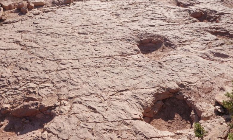 La marche des sauropodes décryptée – Sciences et Avenir › Geeky News 2 La marche des sauropodes décryptée – Sciences et Avenir › Geeky News - 1