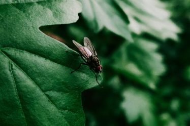 Les parasites domestiques courants et les risques pour la santé qu'ils entraînent - 12