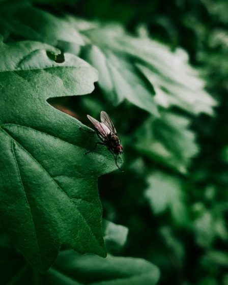 Les parasites domestiques courants et les risques pour la santé qu'ils entraînent 16 Les parasites domestiques courants et les risques pour la santé qu'ils entraînent - 15