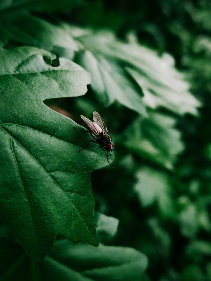 Les parasites domestiques courants et les risques pour la santé qu'ils entraînent 2 Les parasites domestiques courants et les risques pour la santé qu'ils entraînent - 1
