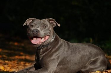 L’essentiel à savoir sur le Staffordshire bull terrier – Sciences et Avenir › Geeky News - 11