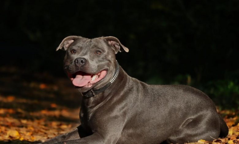 L’essentiel à savoir sur le Staffordshire bull terrier – Sciences et Avenir › Geeky News 2 L’essentiel à savoir sur le Staffordshire bull terrier – Sciences et Avenir › Geeky News - 1