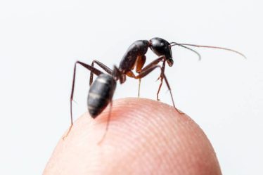 Les fourmis renifleurs sentent mieux le cancer que les chiens - 9