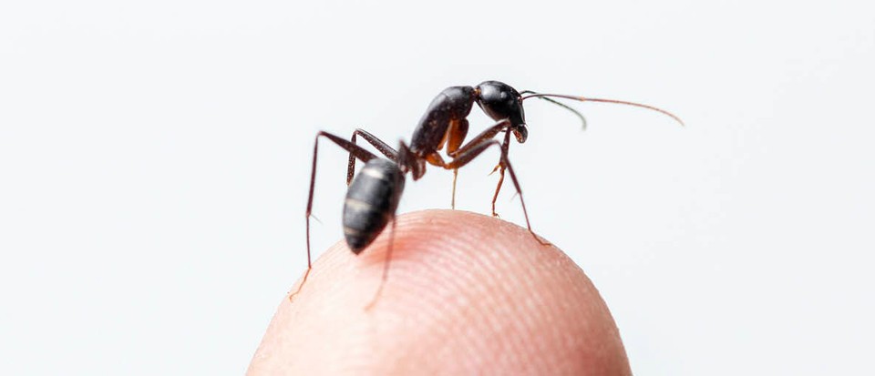 Les fourmis renifleurs sentent mieux le cancer que les chiens 2 Les fourmis renifleurs sentent mieux le cancer que les chiens - 1