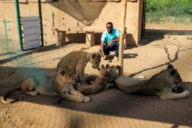 Soudan; une poignée de passionnés au secours des lions – Sciences et Avenir › Geeky News - 7
