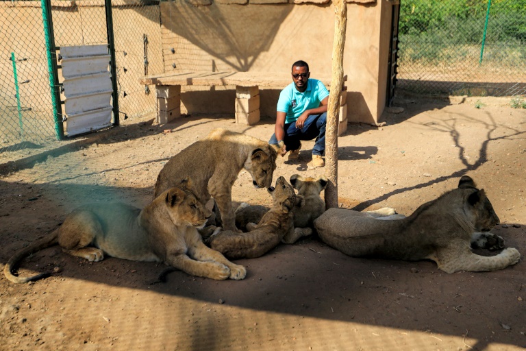 Soudan; une poignée de passionnés au secours des lions – Sciences et Avenir › Geeky News 2 Soudan; une poignée de passionnés au secours des lions – Sciences et Avenir › Geeky News - 1