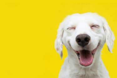 La clé pour être heureux est d'ignorer la poursuite du bonheur - 3