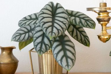 10 plantes d'intérieur colorées et stimulantes pour égayer votre espace - 9