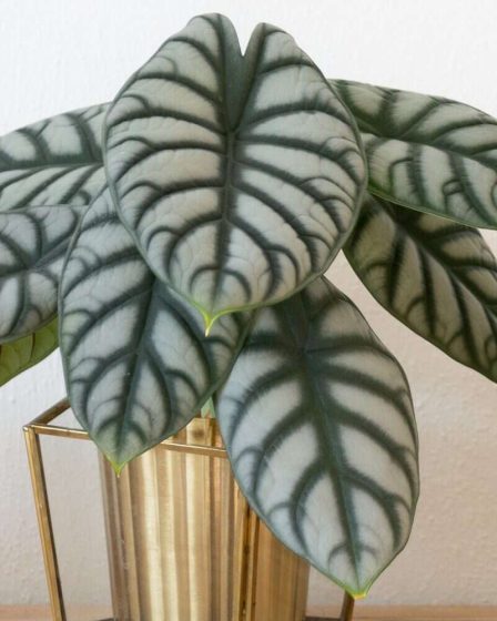 10 plantes d'intérieur colorées et stimulantes pour égayer votre espace 88 10 plantes d'intérieur colorées et stimulantes pour égayer votre espace - 87