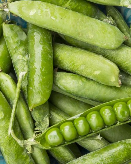 5 bonnes raisons de manger plus de pois verts frais 139 5 bonnes raisons de manger plus de pois verts frais - 138