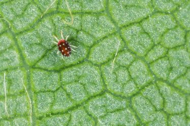 6 ravageurs courants des plantes d'intérieur et comment les détruire - 12