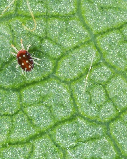 6 ravageurs courants des plantes d'intérieur et comment les détruire 73 6 ravageurs courants des plantes d'intérieur et comment les détruire - 72