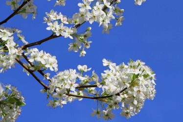 5 plantes populaires que vous ne devriez jamais cultiver dans votre jardin - 8
