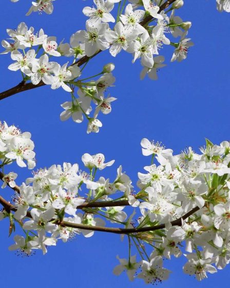 5 plantes populaires que vous ne devriez jamais cultiver dans votre jardin 148 5 plantes populaires que vous ne devriez jamais cultiver dans votre jardin - 147