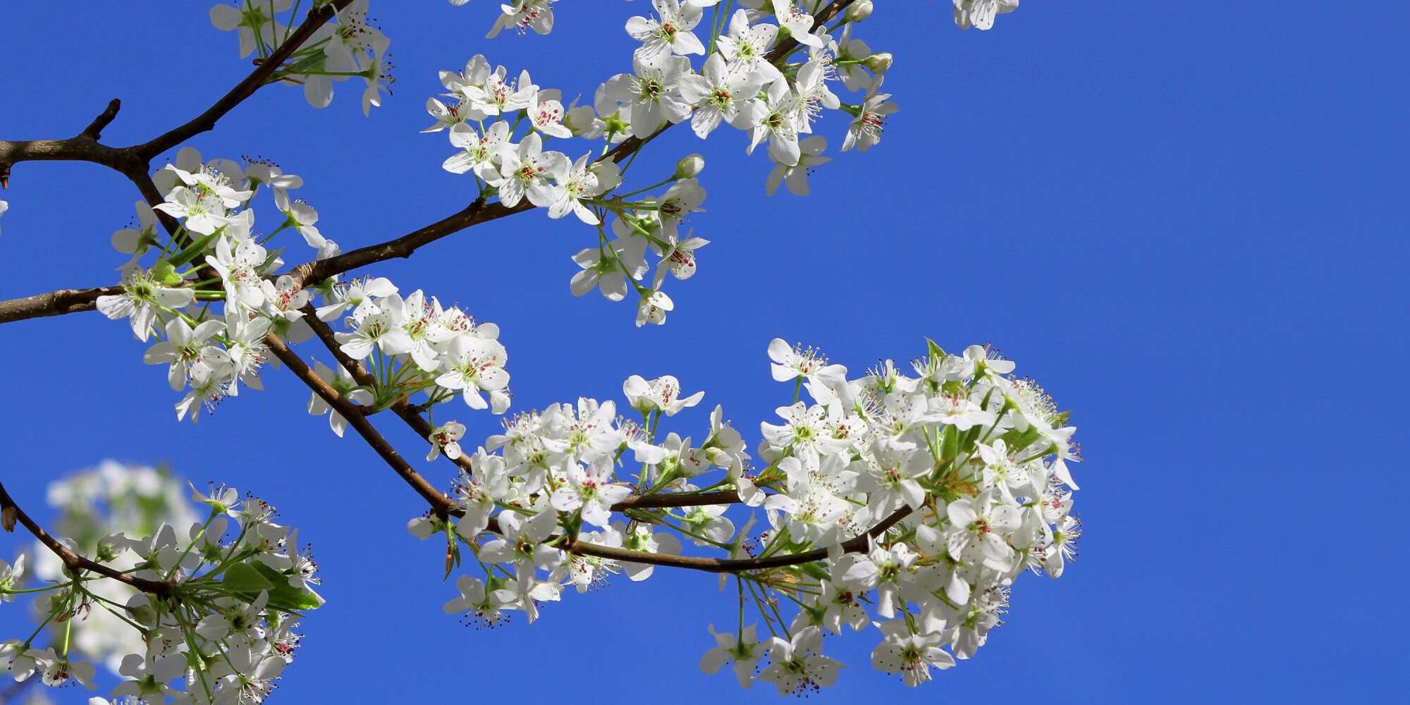 5 plantes populaires que vous ne devriez jamais cultiver dans votre jardin 2 5 plantes populaires que vous ne devriez jamais cultiver dans votre jardin - 1