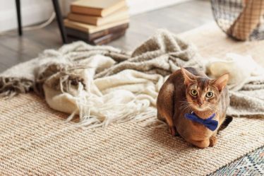 Comment éliminer l'odeur de pipi des tapis, des matelas et des meubles sans produits chimiques agressifs - 8
