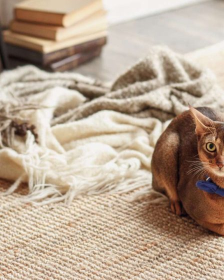 Comment éliminer l'odeur de pipi des tapis, des matelas et des meubles sans produits chimiques agressifs 83 Comment éliminer l'odeur de pipi des tapis, des matelas et des meubles sans produits chimiques agressifs - 82