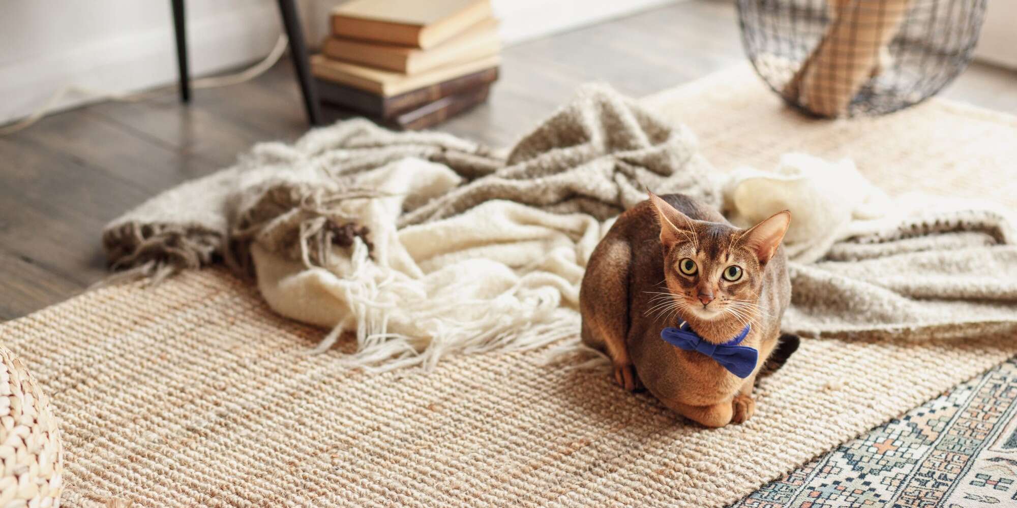 Comment éliminer l'odeur de pipi des tapis, des matelas et des meubles sans produits chimiques agressifs 2 Comment éliminer l'odeur de pipi des tapis, des matelas et des meubles sans produits chimiques agressifs - 1