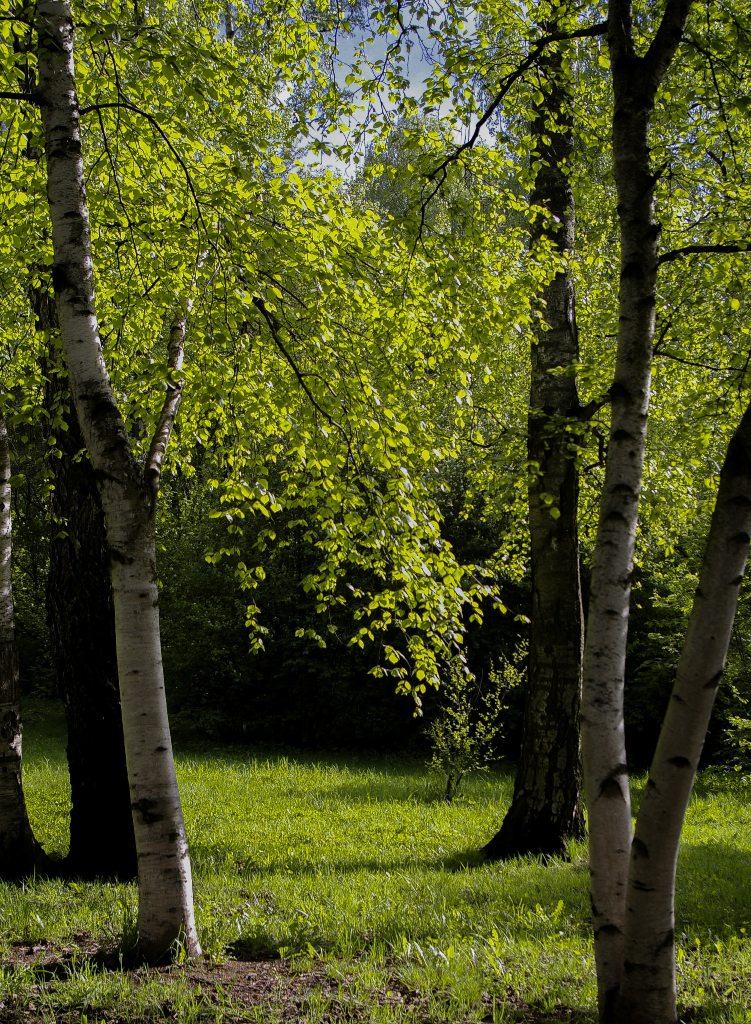 4 raisons pour lesquelles vous pourriez avoir besoin des services d'un arboriculteur 4 Planter des arbres pour la vie privée - Ce que vous devez savoir
