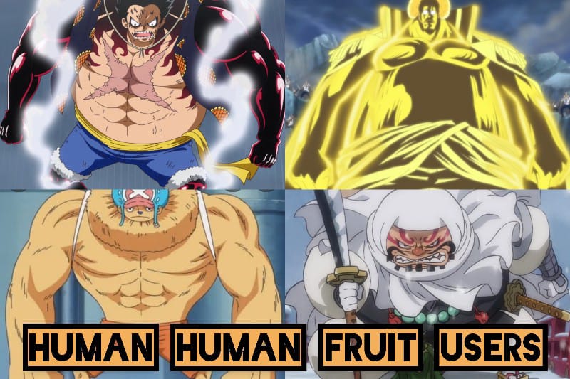 (One Piece) Luffy Gear 5 - Le pouvoir et les capacités d'éveil expliqués 5 Utilisateurs de Human Fruit One Piece