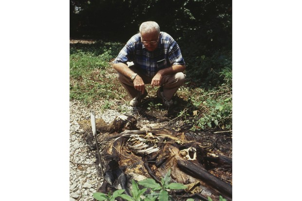 Down on the body farm: L'installation médico-légale horrible mais vitale arrive au Royaume-Uni 4 Down on the body farm: L'installation médico-légale horrible mais vitale arrive au Royaume-Uni - 3