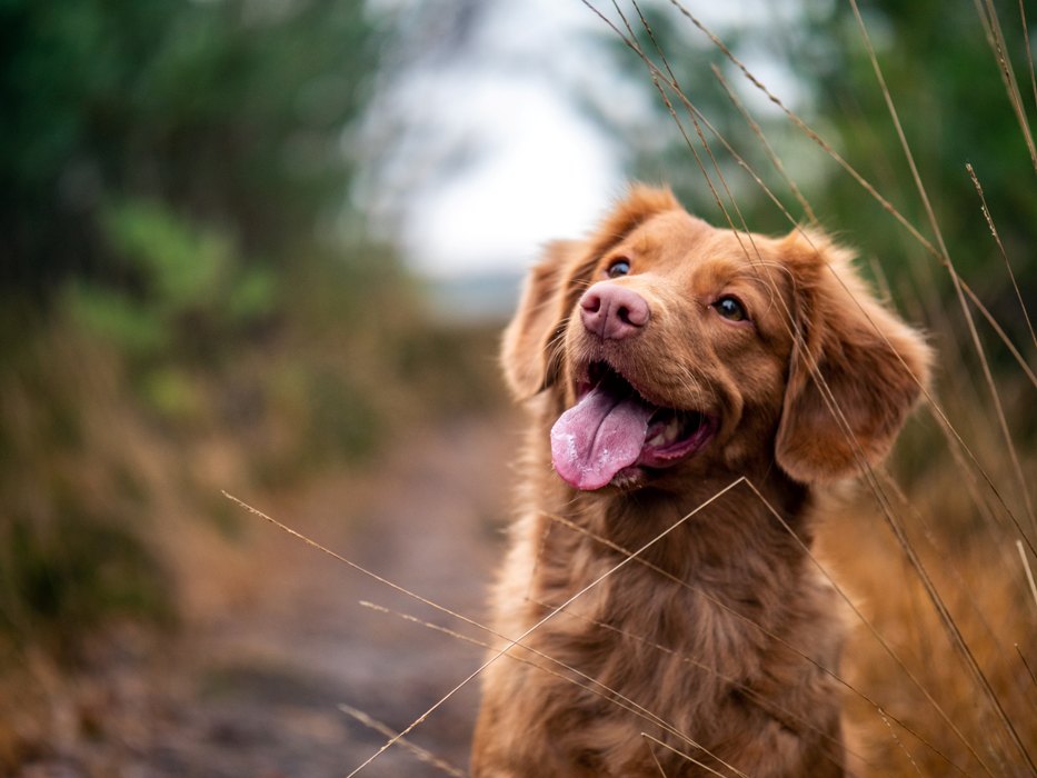 Grossesse chez les chiens : que faire lorsque votre compagnon canin attend 3 Assurez-vous que votre chien est heureux et en bonne santé
