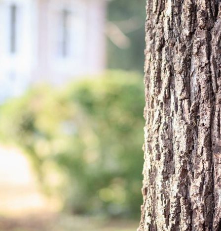 4 raisons pour lesquelles vous pourriez avoir besoin des services d'un arboriculteur 205 4 raisons pour lesquelles vous pourriez avoir besoin des services d'un arboriculteur - 204