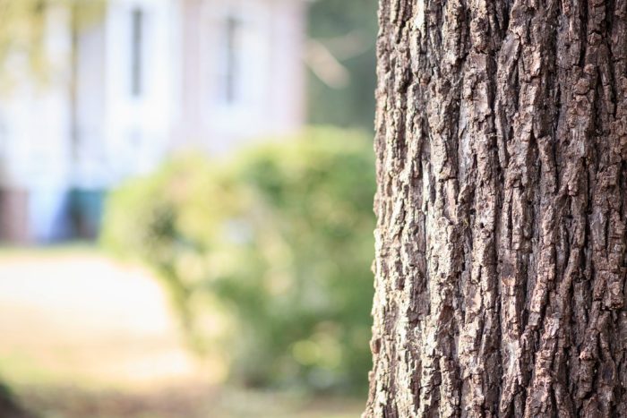 4 raisons pour lesquelles vous pourriez avoir besoin des services d'un arboriculteur 2 4 raisons pour lesquelles vous pourriez avoir besoin des services d'un arboriculteur - 1