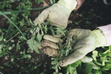 À quelle fréquence devez-vous nettoyer votre jardin en profondeur ? - 8