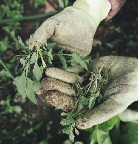 À quelle fréquence devez-vous nettoyer votre jardin en profondeur ? 210 À quelle fréquence devez-vous nettoyer votre jardin en profondeur ? - 209