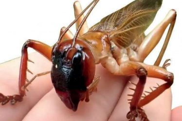Le grillon australien a la morsure la plus puissante – Sciences et Avenir › Geeky News - 3