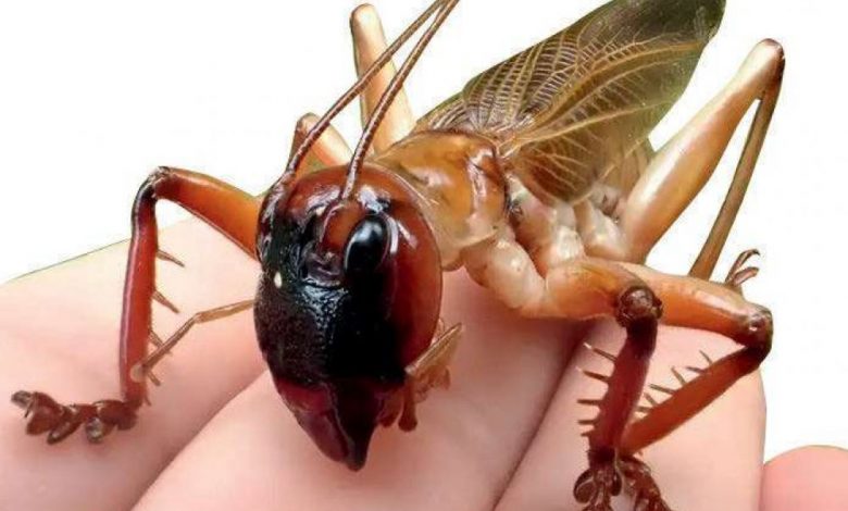 Le grillon australien a la morsure la plus puissante – Sciences et Avenir › Geeky News 2 Le grillon australien a la morsure la plus puissante – Sciences et Avenir › Geeky News - 1