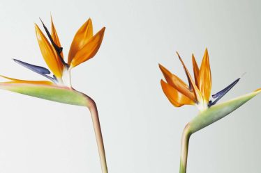Plantes difficiles à tuer qui n'ont pas besoin de lumière solaire - 10