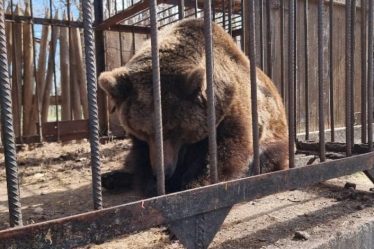 Un ours brun ukrainien maltraité trouve refuge aux Pays-Bas – Sciences et Avenir › Geeky News - 11
