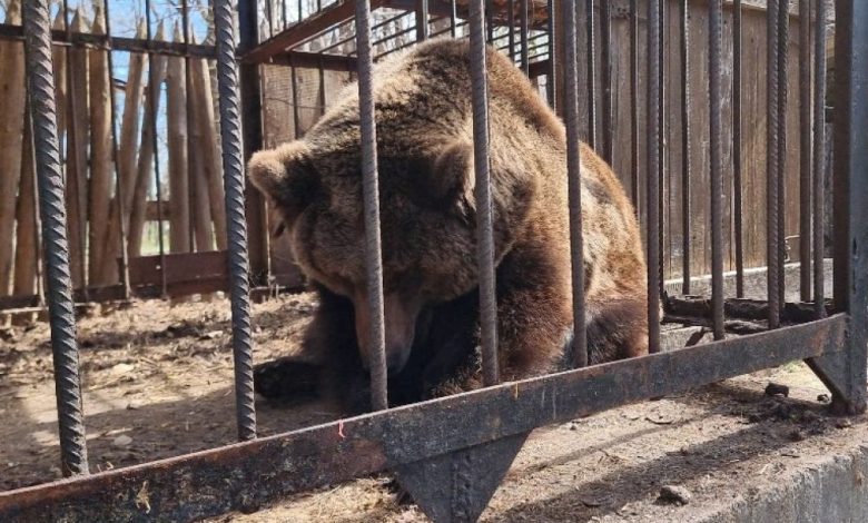 Un ours brun ukrainien maltraité trouve refuge aux Pays-Bas – Sciences et Avenir › Geeky News 2 Un ours brun ukrainien maltraité trouve refuge aux Pays-Bas – Sciences et Avenir › Geeky News - 1