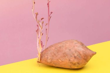 Comment faire pousser des pommes de terre dans votre jardin - 6