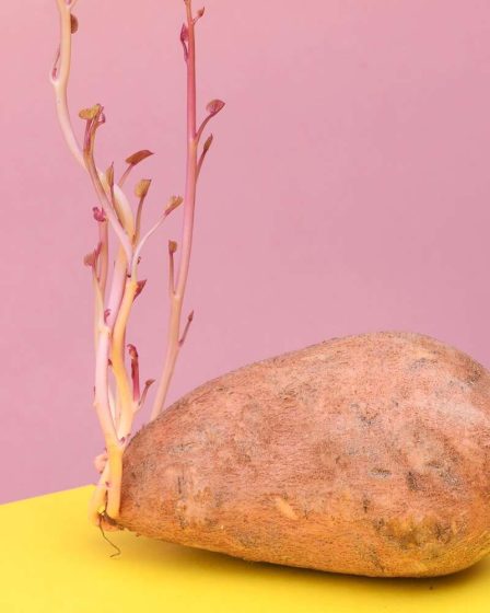 Comment faire pousser des pommes de terre dans votre jardin 123 Comment faire pousser des pommes de terre dans votre jardin - 122