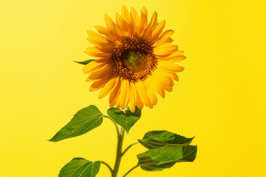 Comment faire pousser de superbes tournesols en 5 étapes faciles - 8