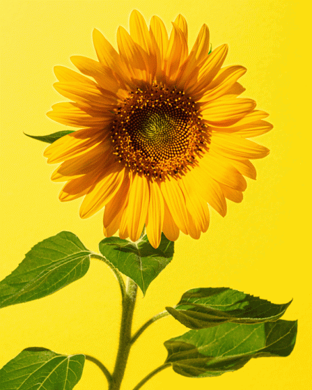 Comment faire pousser de superbes tournesols en 5 étapes faciles 115 Comment faire pousser de superbes tournesols en 5 étapes faciles - 114