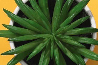 Comment propager des plantes succulentes à partir de feuilles ou de tiges - 11