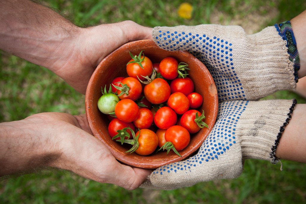 Un expert en jardinage révèle comment faire pousser parfaitement vos propres légumes cet été 6 Révélé : 9 des produits les plus insolites à cultiver