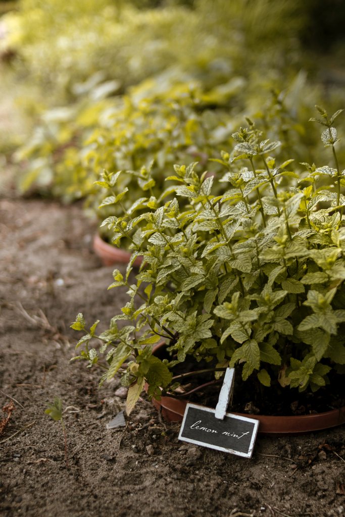 Un expert en jardinage révèle comment faire pousser parfaitement vos propres légumes cet été 4 5 plantes à éviter de pousser dans votre jardin et quoi planter à la place
