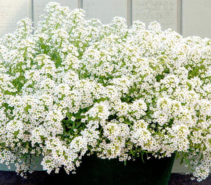 Quel type de faune peut améliorer votre jardin?