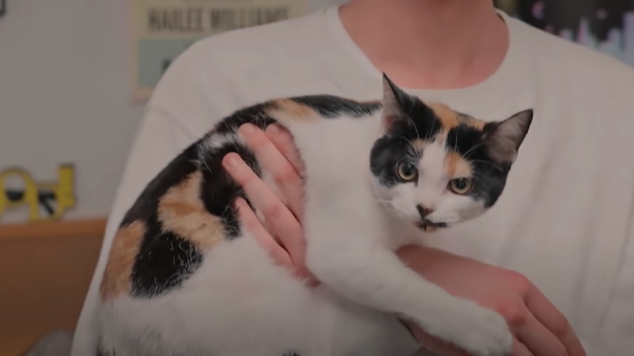 Femme chat de Please Don't Destroy's "Nous lui avons donné un chat" sur Saturday Night Live