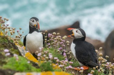 5 façons de transformer votre jardin en refuge faunique, selon un expert - 12