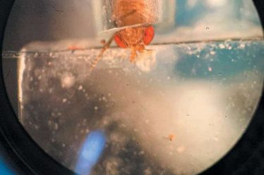 Comprendre l'odorat des insectes pour économiser sur les récoltes – Science et Avenir › Geeky News - 3