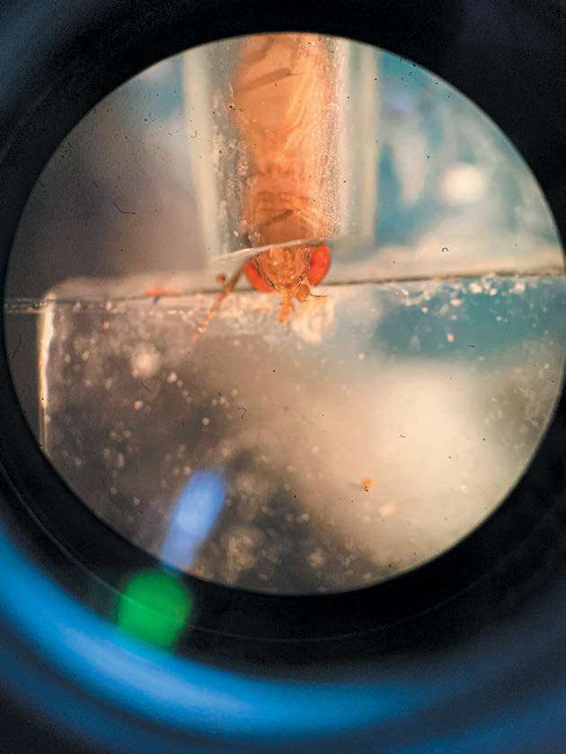 Comprendre l'odorat des insectes pour économiser sur les récoltes – Science et Avenir › Geeky News 2 Comprendre l'odorat des insectes pour économiser sur les récoltes – Science et Avenir › Geeky News - 1